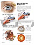 Understanding Glaucoma Anatomical Chart